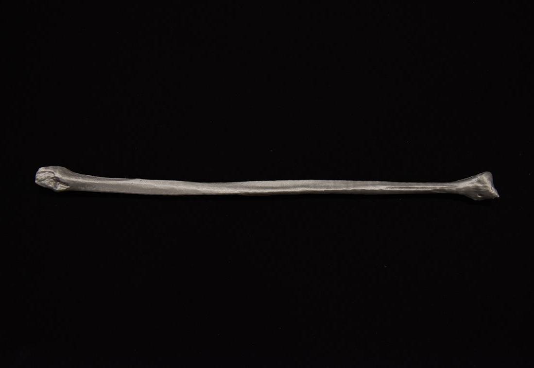 Fibula