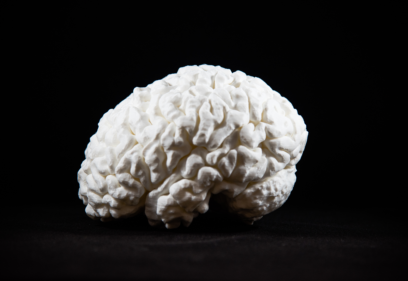 3D Printed Brain